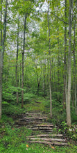 Load image into Gallery viewer, Secret Hollow Forest Panel by Judel Niemeyer from Timeless Treasures
