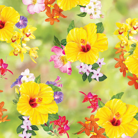 Hummingbird Garden yellow hibiscus