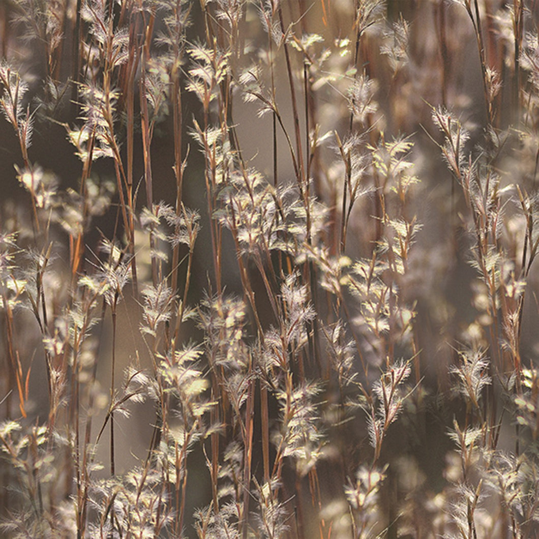Call of the Wild Foxtails