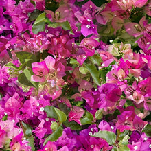 Load image into Gallery viewer, Mediterranean Escape U5105-706-Bougainvillea A Hoffman Spectrum Digital print
