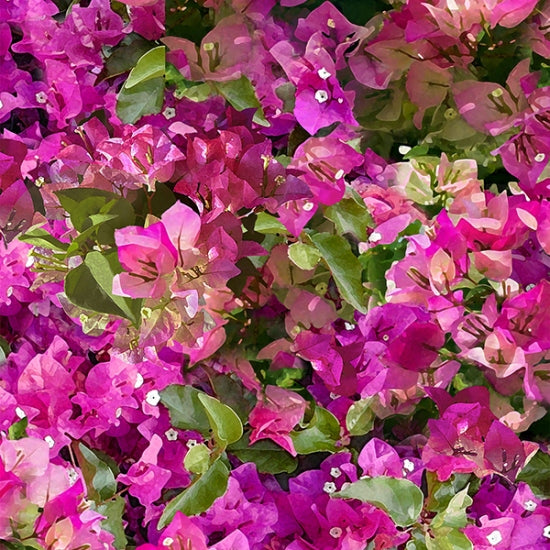 Mediterranean Escape U5105-706-Bougainvillea A Hoffman Spectrum Digital print
