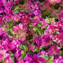 Load image into Gallery viewer, Mediterranean Escape U5105-706-Bougainvillea A Hoffman Spectrum Digital print
